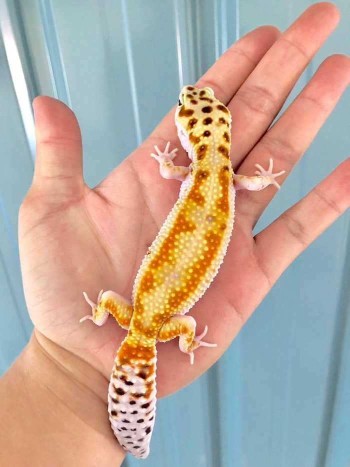 Image thumbnail for post Albino Gecko