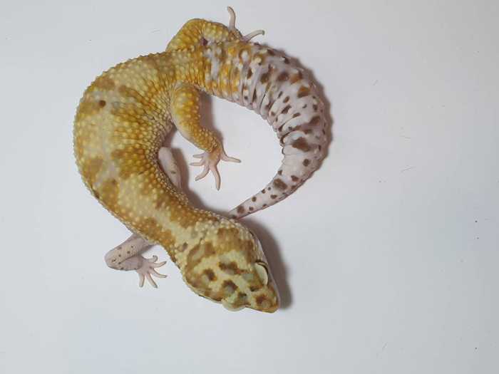 Image thumbnail for post Albino Gecko