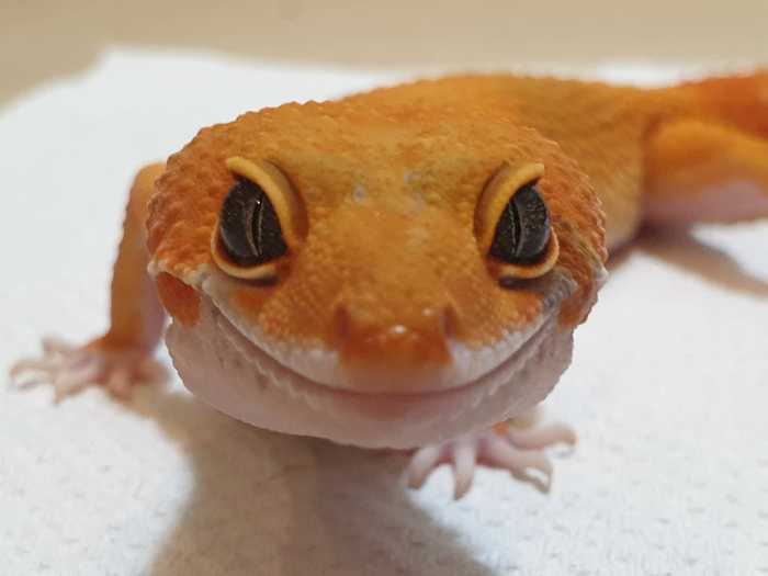 Image thumbnail for post Albino Gecko